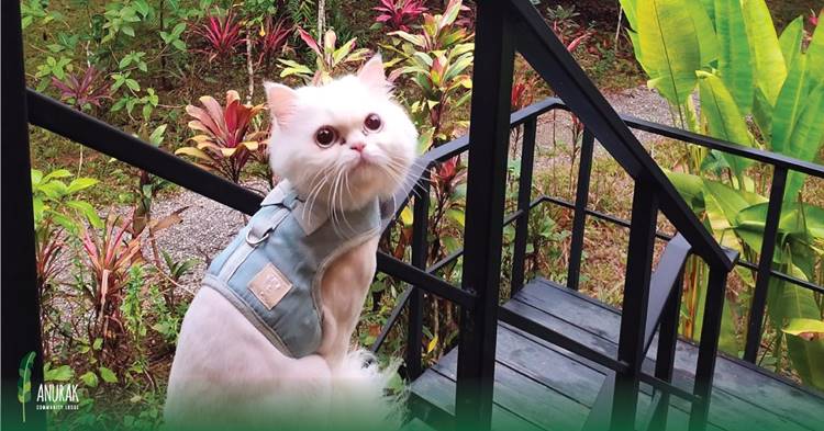 ที่พักเขาสกสุราษน้องหมาพักได้