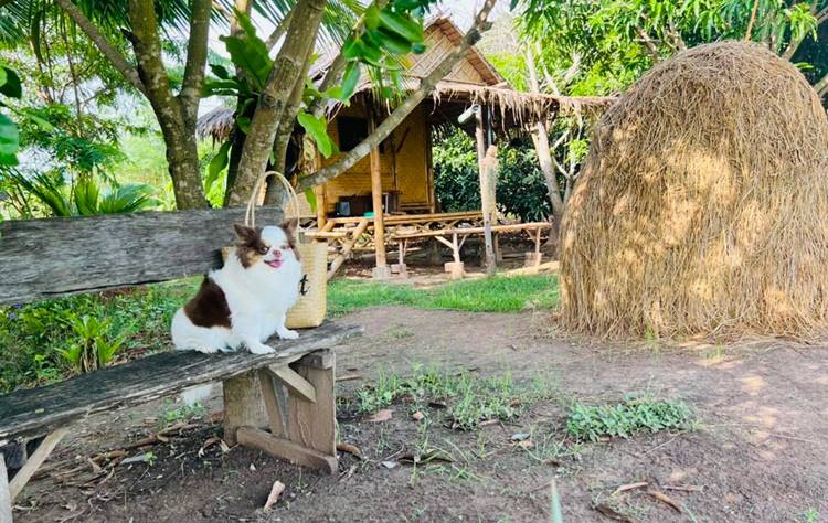 ที่พักสุพรรณน้องหมาพักได้