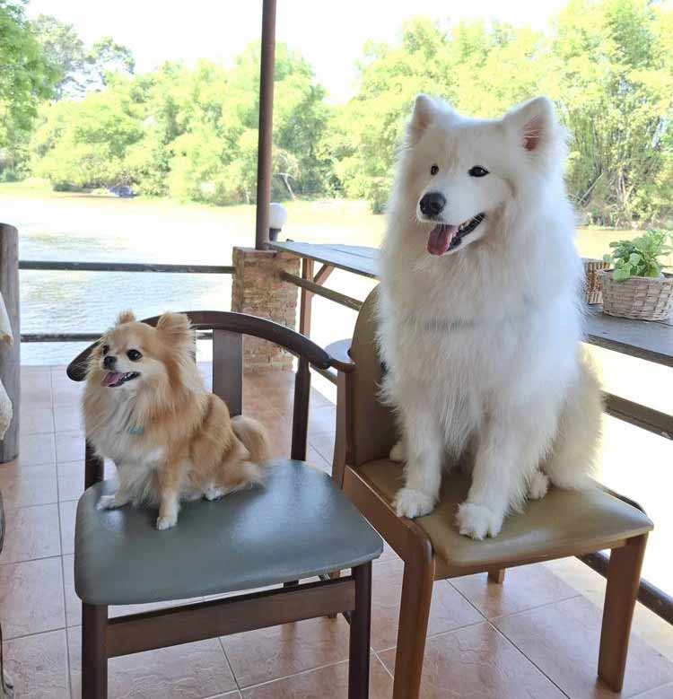ที่พักสุพรรณน้องหมาพักได้