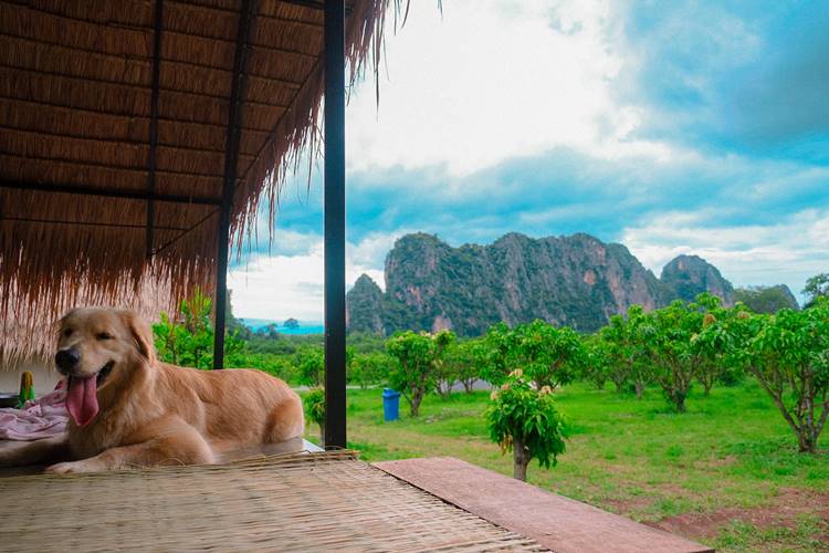 ที่พักอุทัยธานีน้องหมาพักได้