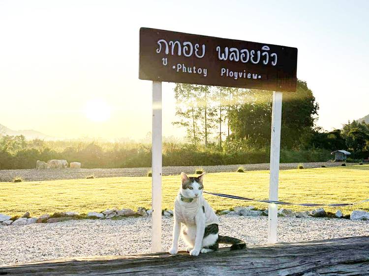 ที่พักบ้านไร่อุทัยน้องหมาพักได้