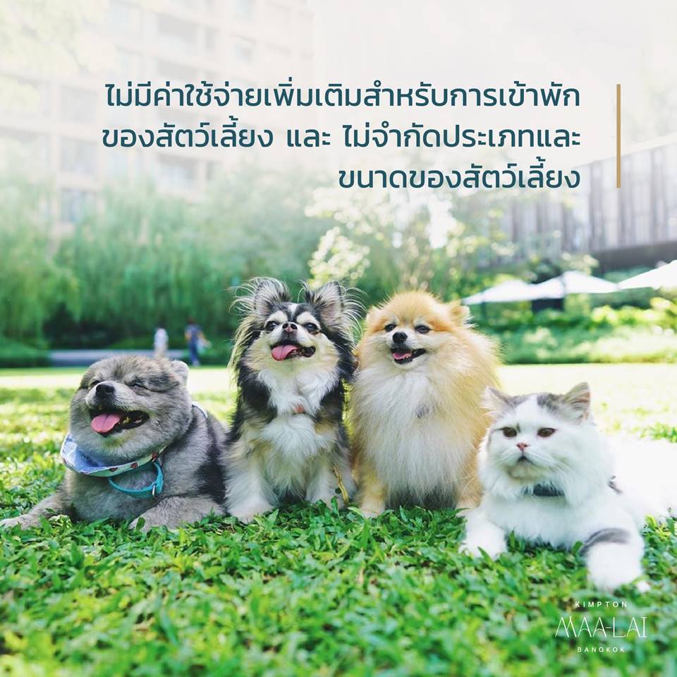 โรงแรมกรุงเทพน้องหมาพักได้