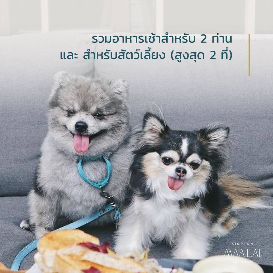 โรงแรมกรุงเทพน้องหมาพักได้