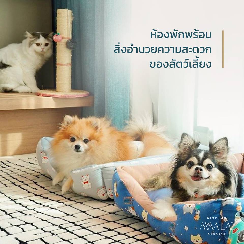 โรงแรมกรุงเทพน้องหมาพักได้