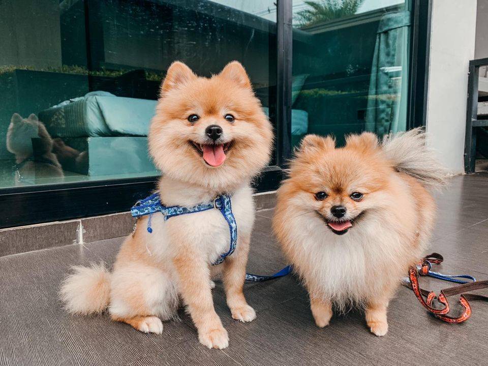 ที่พักเกาะล้านน้องหมาพักได้