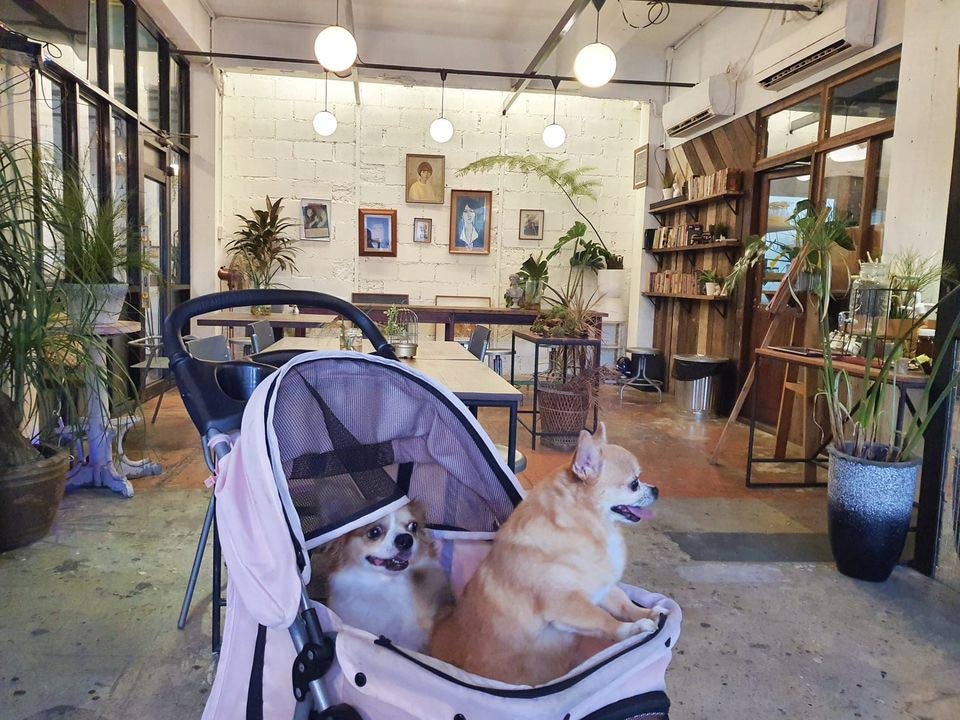 ที่พักบางแสนน้องหมาพักได้