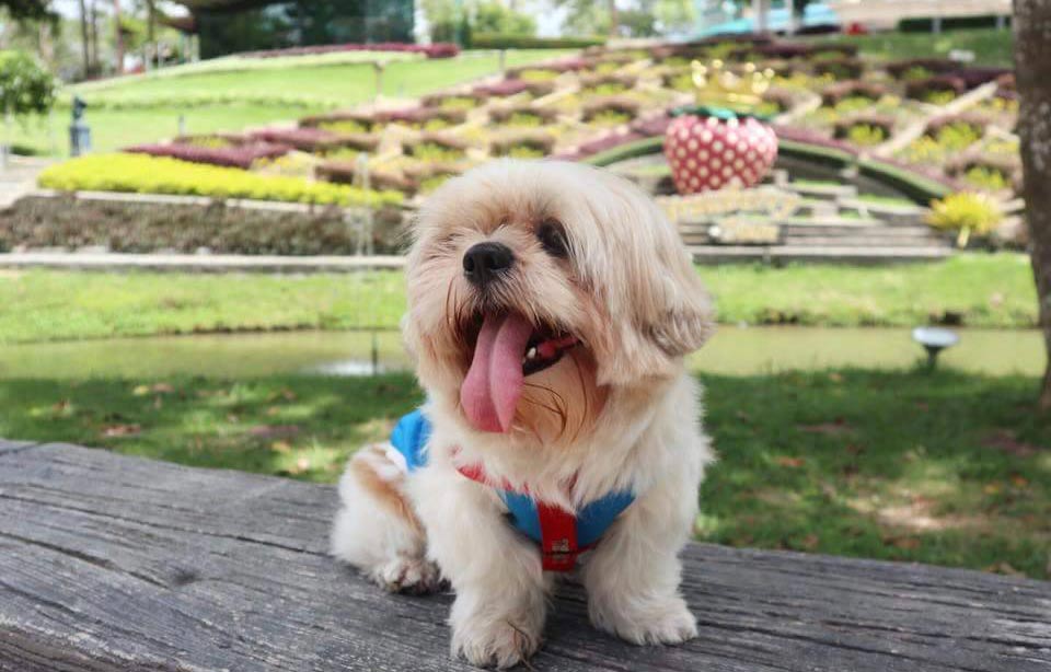 ที่พักระยองน้องหมาพักได้