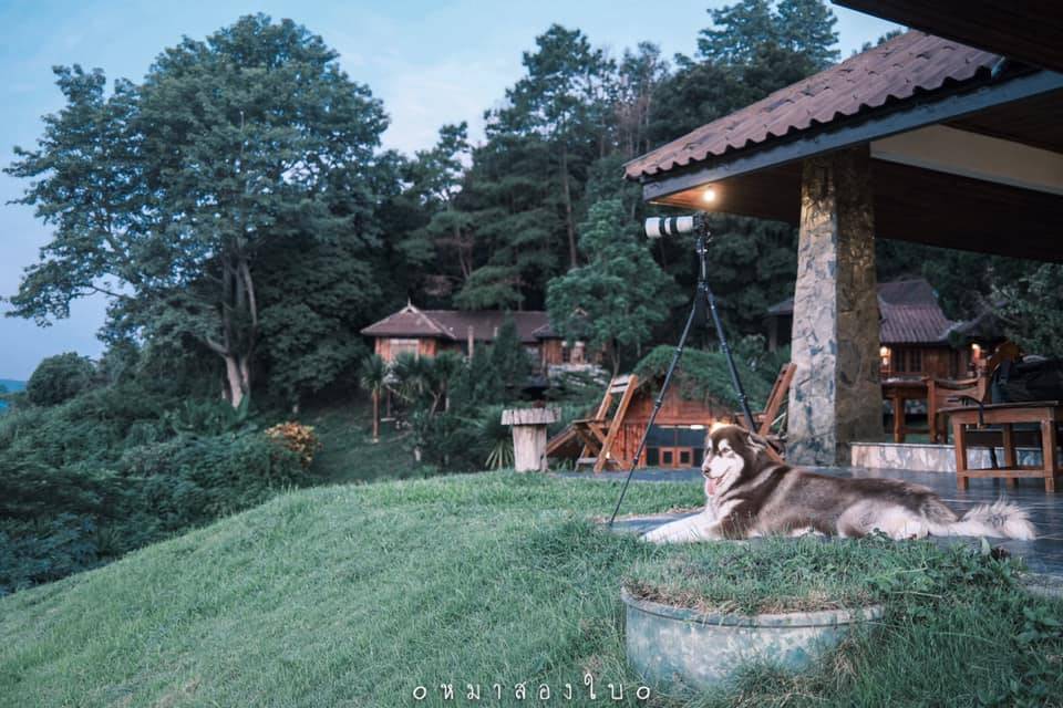 ที่พักเขาค้อน้องหมาพักได้