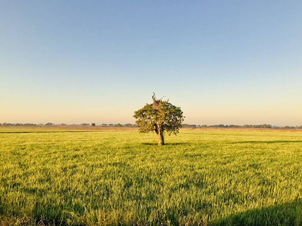 ที่พักสิงห์บุรีน้องหมาพักได้