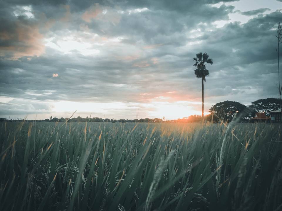 ที่พักสิงห์บุรีน้องหมาพักได้