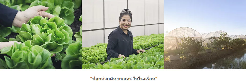 ที่พักสระบุรีน้องหมาพักได้