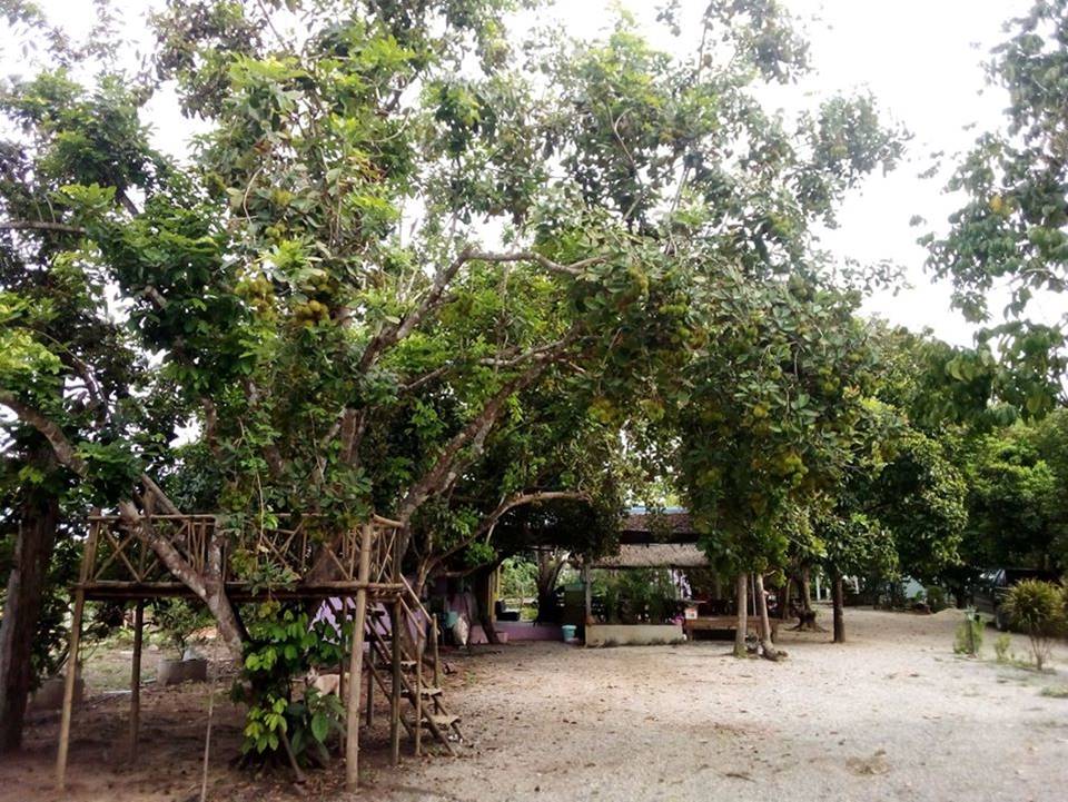 ที่พักทองผาภูมิหมาพักได้