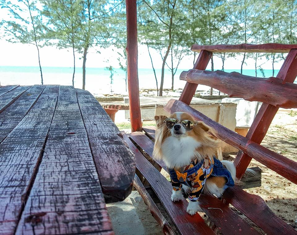 ที่พักปราณบุรีน้องหมาพักได้
