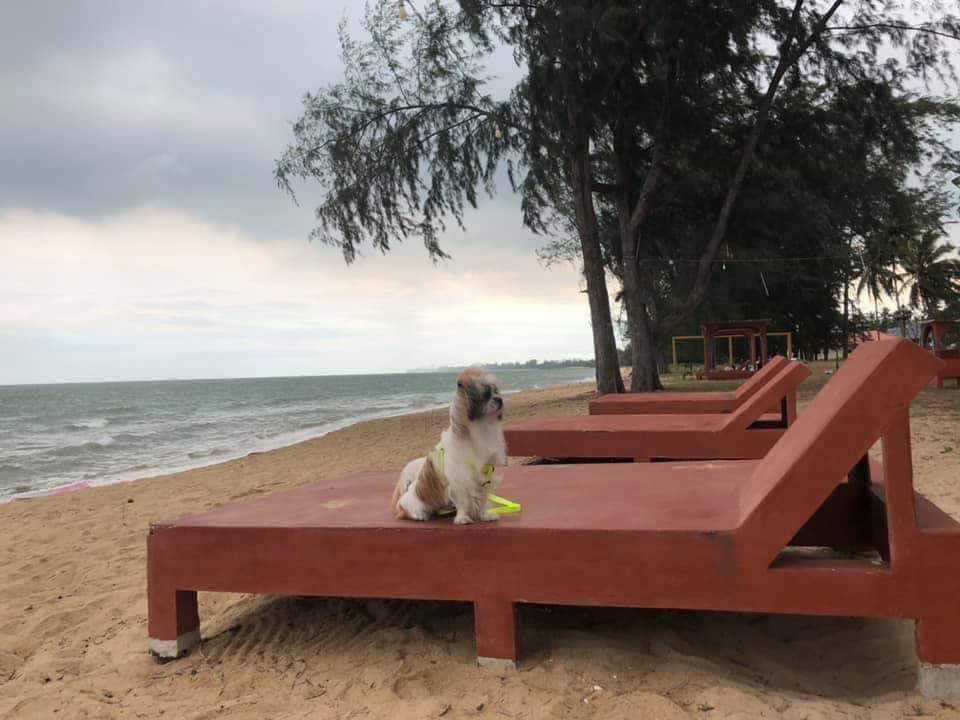 รีสอร์ทบางสะพานน้องหมาพักได้