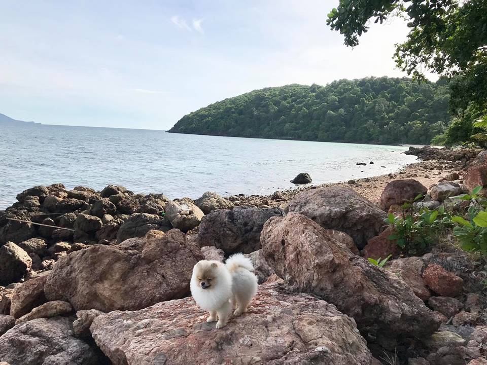 ที่พักเกาะทะลุหมาพักได้