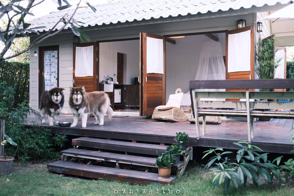 ที่พักสวนผึ้งน้องหมาพักได้
