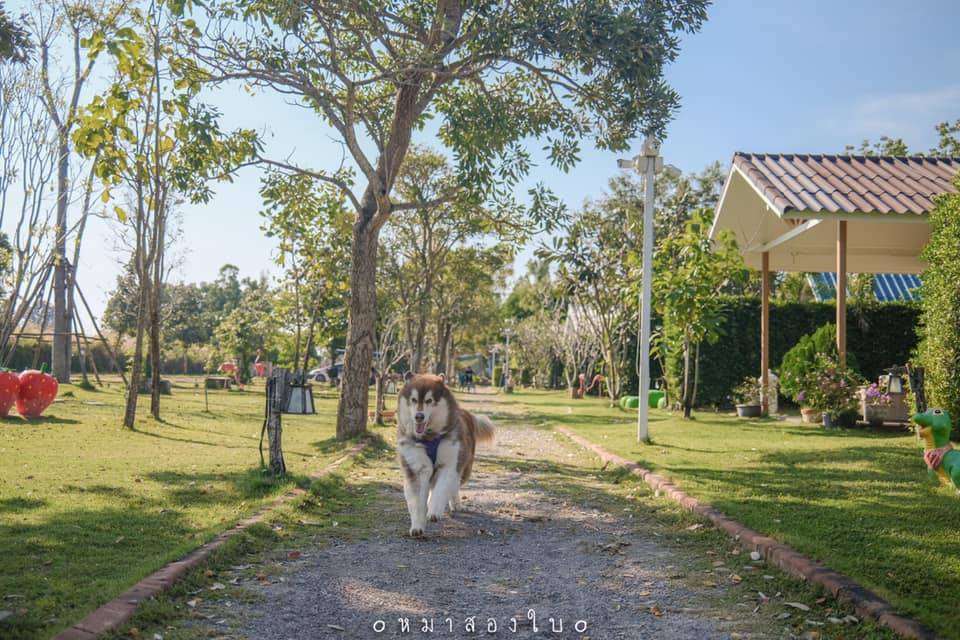 ที่พักสวนผึ้งน้องหมาพักได้