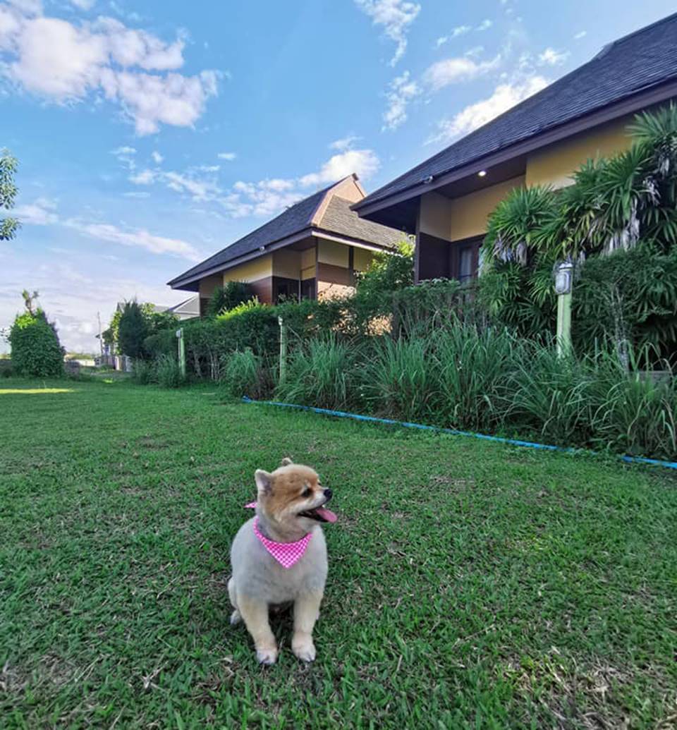 ที่พักเชียงรายในเมืองหมาพักได้