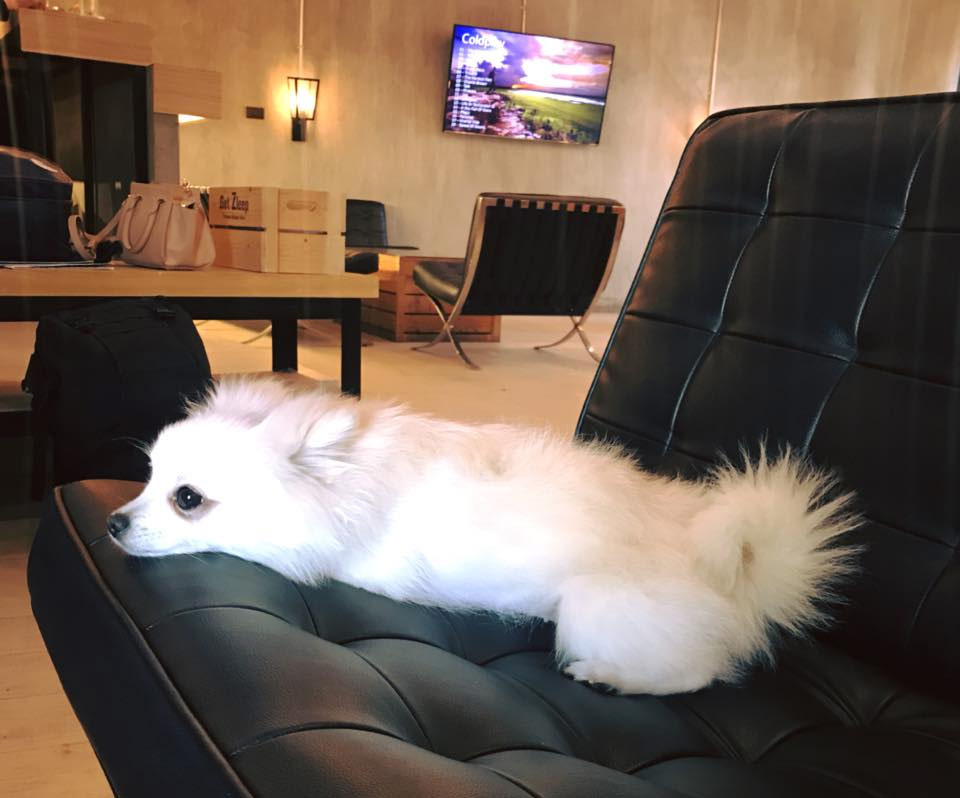 โรงแรมเชียงใหม่น้องหมาพักได้