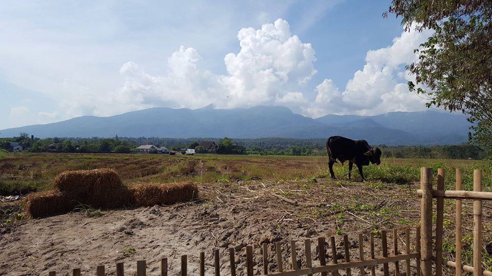 ที่พักแม่ริมหมาพักได้