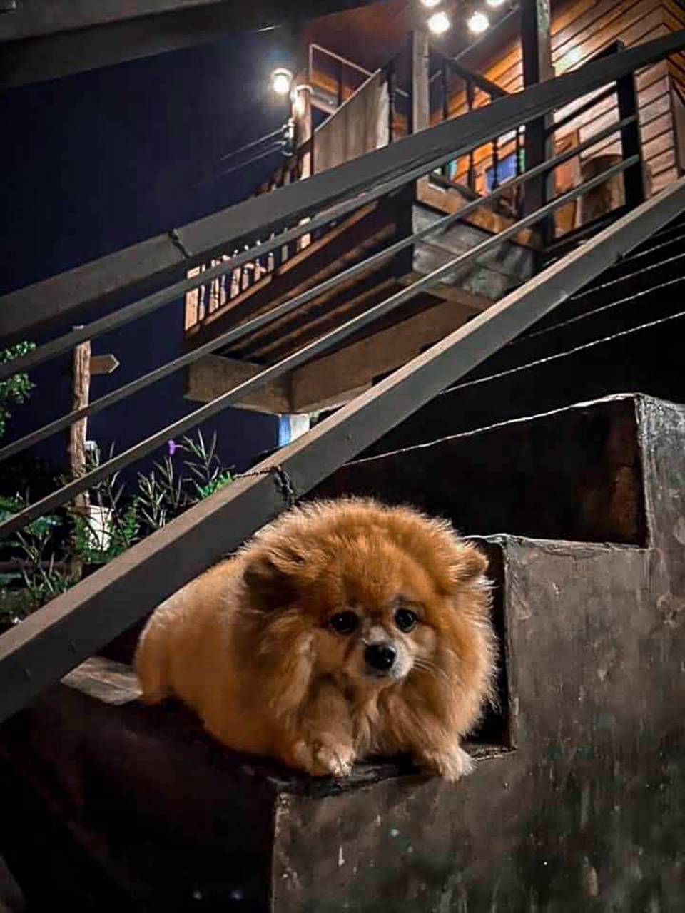 ที่พักแม่แตงน้องหมาพักได้