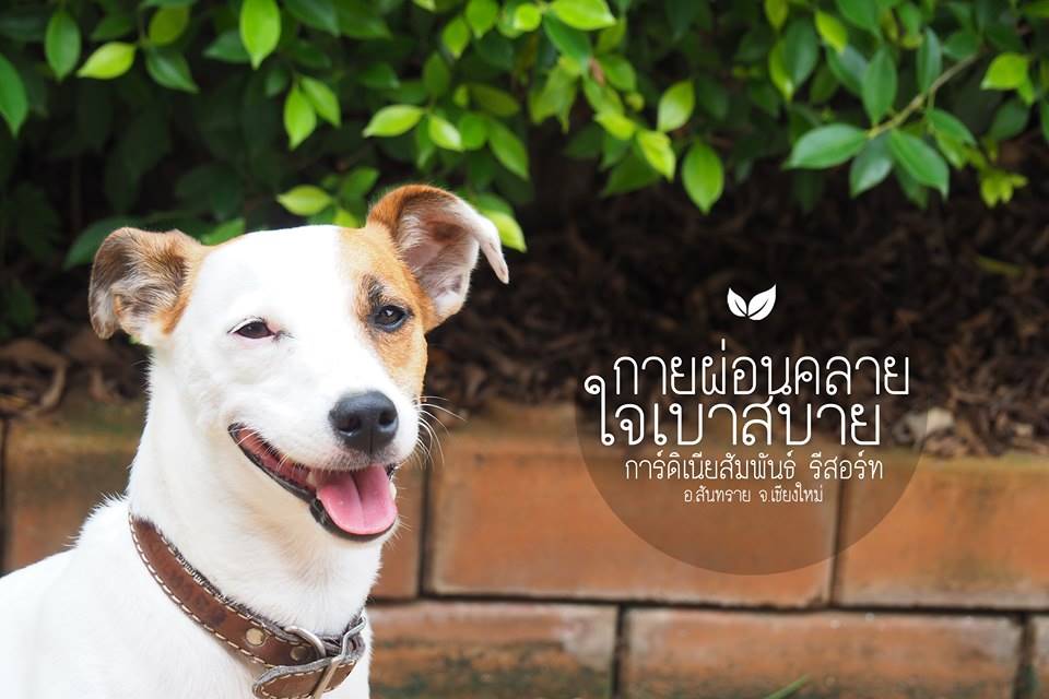 ที่พักเชียงใหม่น้องหมาพักได้