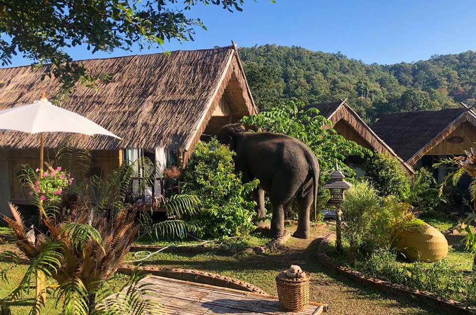 ที่พักแม่วางเชียงใหม่หมาพักได้