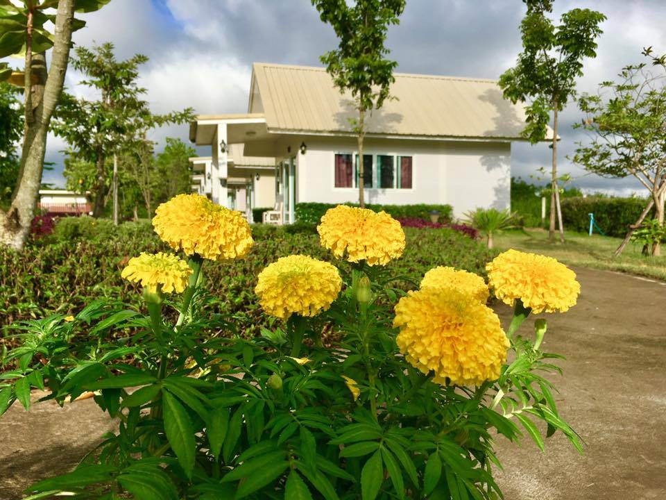 ที่พักป่าซางลำพูนหมาพักได้