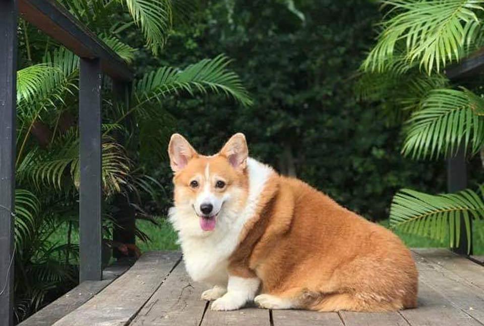 ที่พักกระบี่น้องหมาพักได้