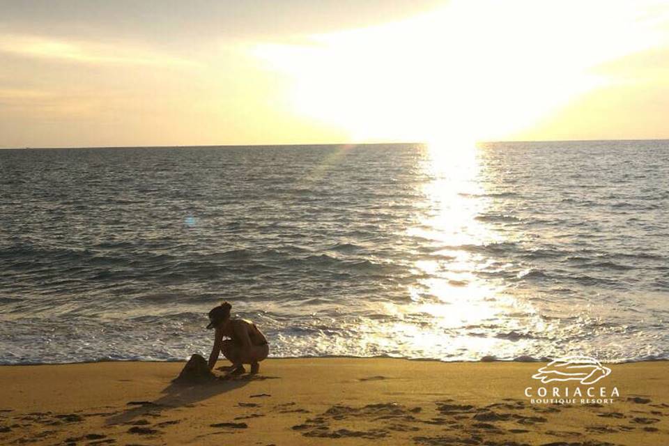 โรงแรมริมหาดไม้ขาวภูเก็ตหมาพักได้