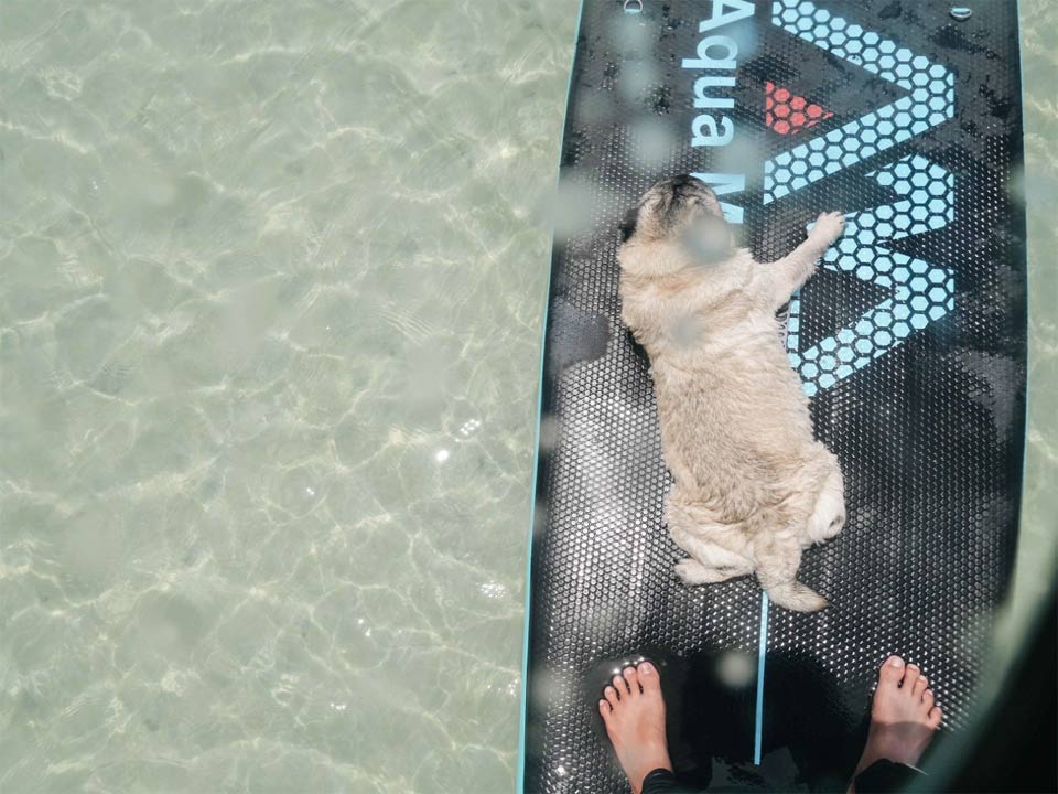ที่พักเกาะสมุยน้องหมาพักได้