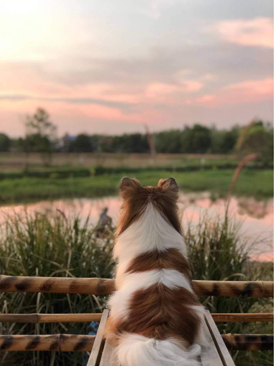 ที่พักชัยภูมิน้องหมาพักได้