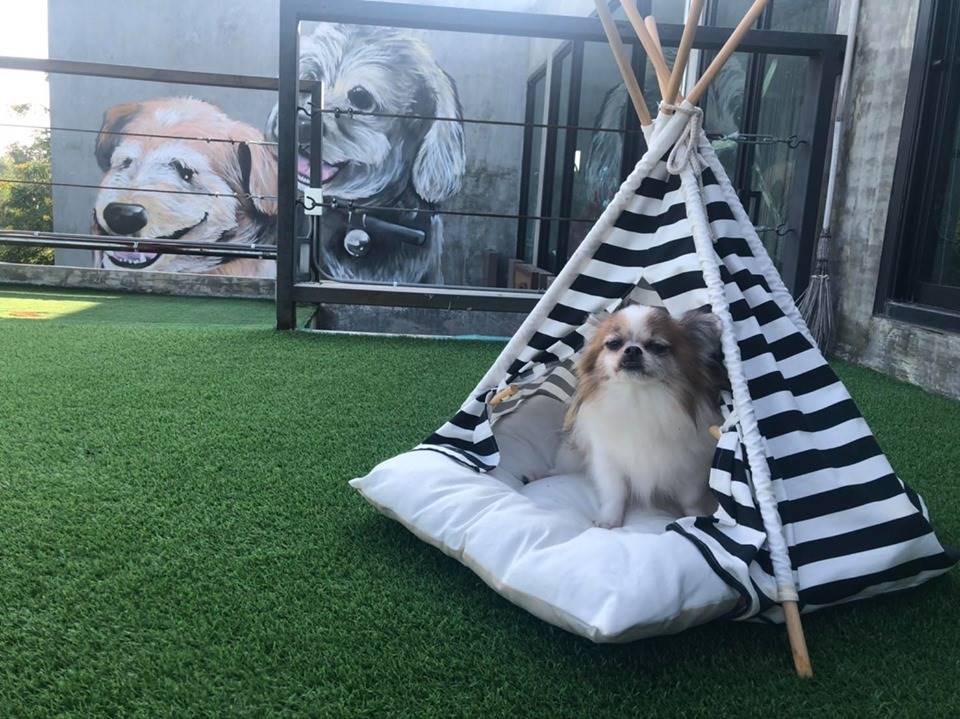 ที่พักชัยภูมิน้องหมาพักได้