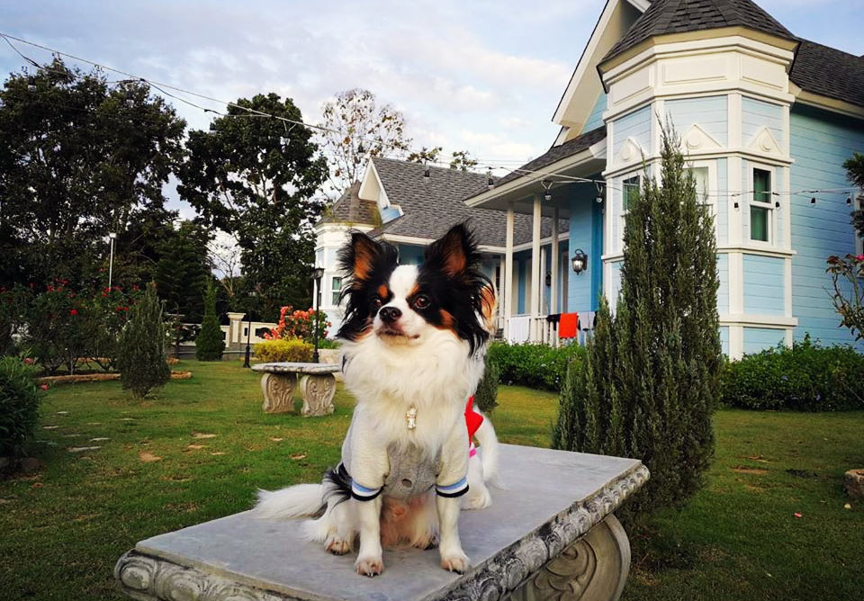 ที่พักปากช่องน้องหมาพักได้
