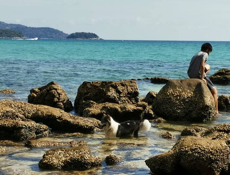 ร้านอาหารหาดกะรนหมาใหญ่เข้าได้